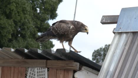 a large bird of prey stalking homing pigeons on their loft roof