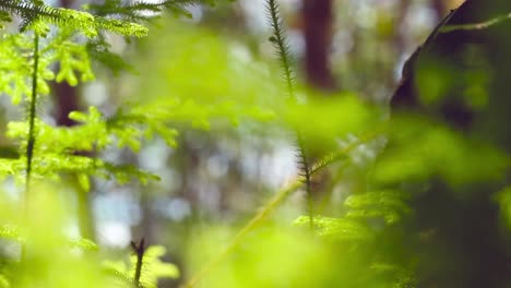 videos de hierba en la selva tropical de borneo con elementos de luz solar matutina y efectos de borrón o bokeh. este metraje con movimiento suave de la cámara.