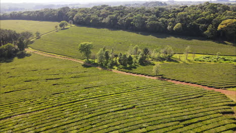 advancing over a lush green tea field, capturing the serene beauty of the landscape