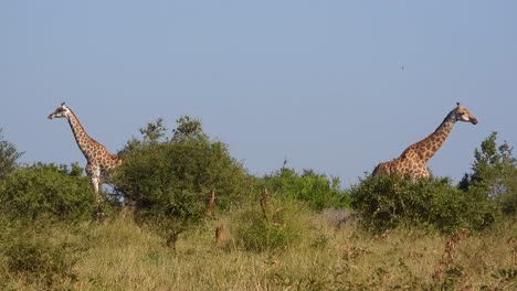 giraffes standing tall in kruger national park, south africa, amidst lush vegetation