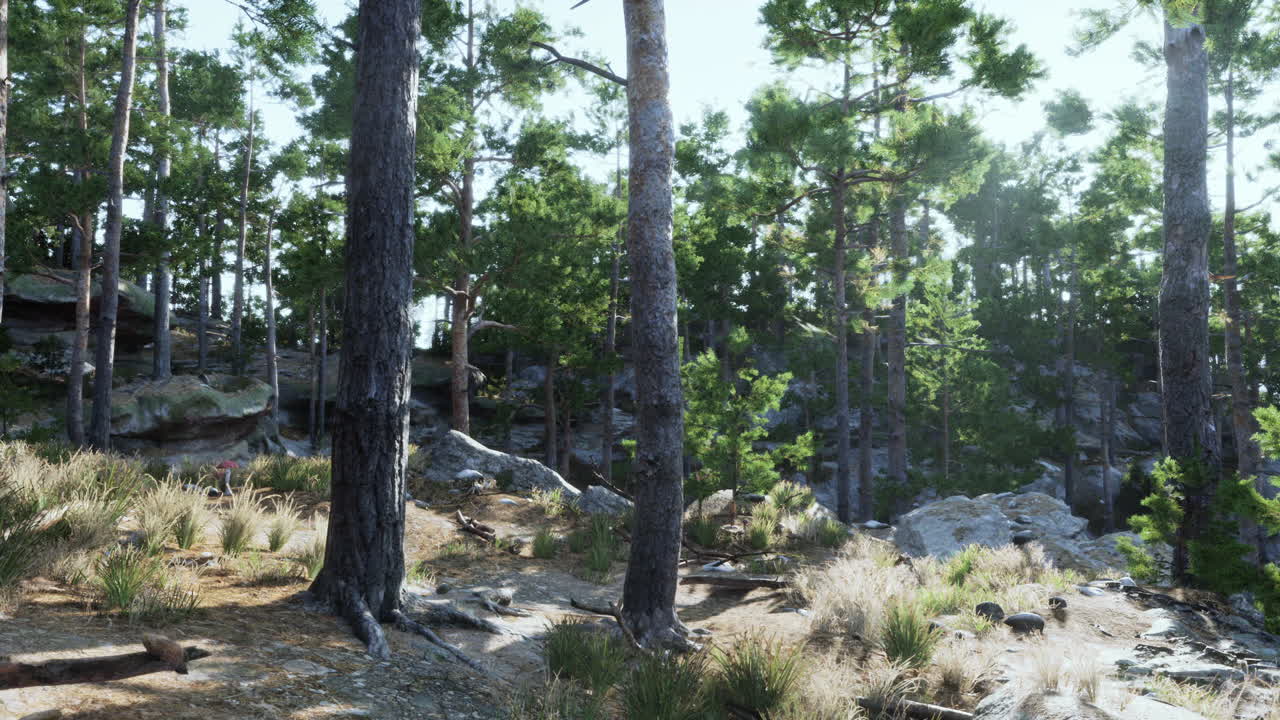 la luz del sol fluye a través de un alto bosque de pinos