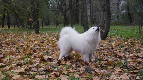 the purebred samoyed spitz barks and runs in a circle on fallen yellow leaves. dog for a walk in the autumn park. slow motion. close up