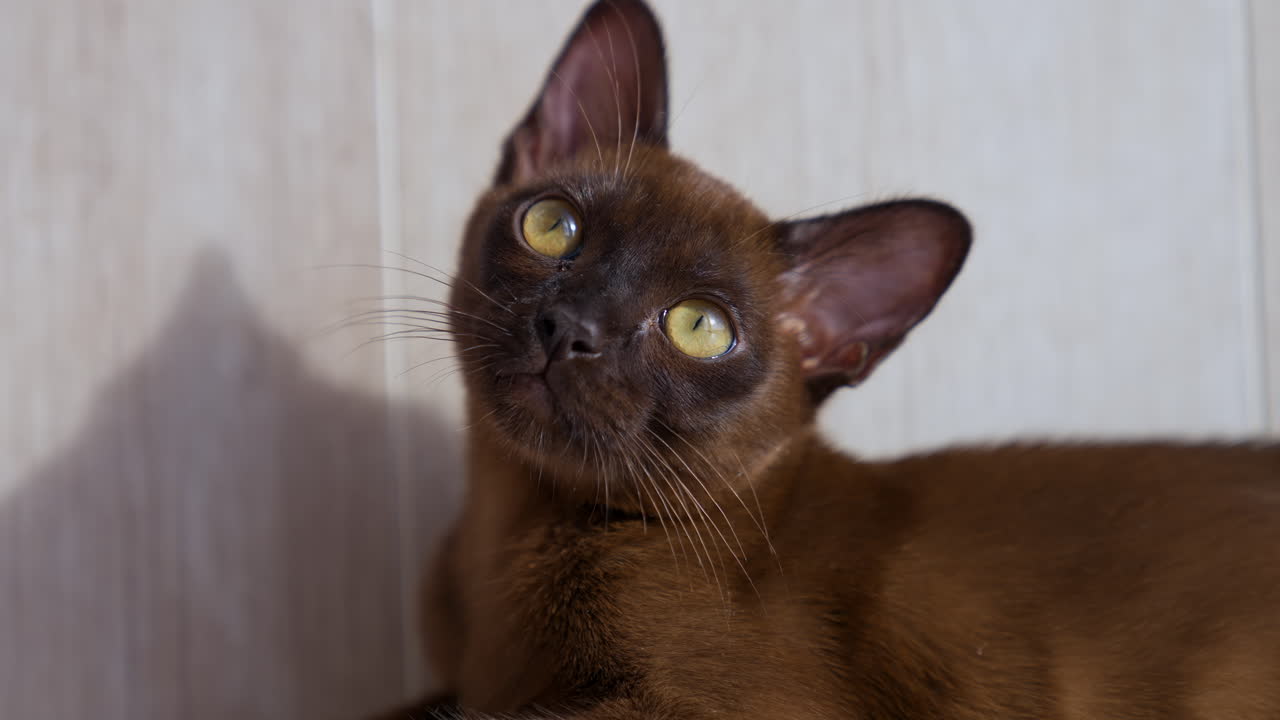 Portrait of adorable cat. Beautiful burma kitty with large eyes. Relaxed pedigree kitten is laying at home. Domestic animal. Close-up.
