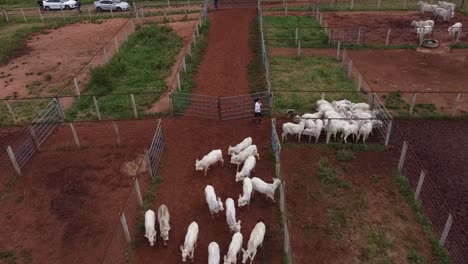 El-Ganado-Es-Guiado-Por-Un-Trabajador-Del-Campo-Desde-Uno-De-Los-Corrales-Hasta-Un-Corredor-Central