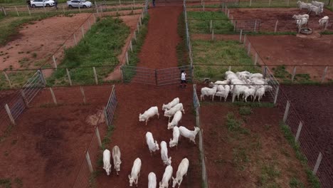 el ganado es guiado por un trabajador agrícola desde uno de los corrales a un corredor central
