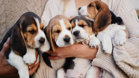 Pareja-En-Ropa-De-Abrigo-Sosteniendo-Unos-Lindos-Cachorros