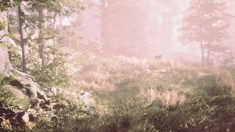 wooded forest trees backlit by golden sunlight