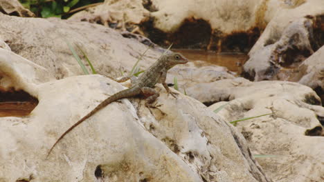 anolis cybotes reptile perch on rocks at the shore of rio tanama, puerto rico