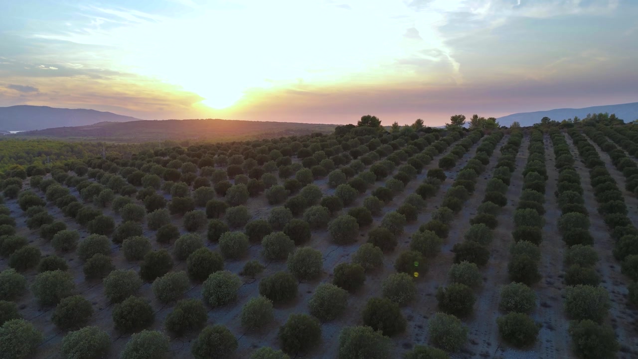 Vista aerea di oliveti mediterranei coltivati per la produzione di olio d'oliva, con filari ordinatamente piantati di ulivi maturi che si estendono attraverso i campi agricoli sotto la calda luce del tramonto
