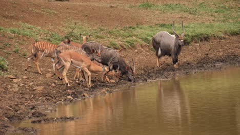 nyala and impala spooked while drinking muddy water at african pond