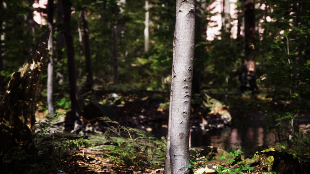 여름에  ⁇ 은 저녁에 모스 지대와 함께 숲 장면