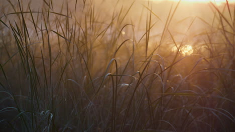 light morning fog lying reed on sunrise close up. water grass lit soft sunshine.