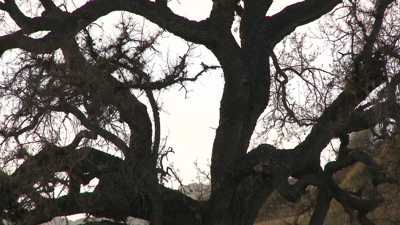 Zoom out on large Valley Oak during the spring in Ojai California