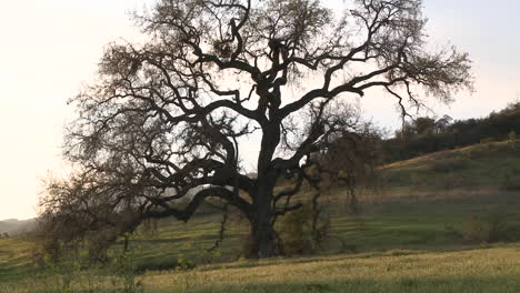 zoom out on large valley oak during the spring in ojai california