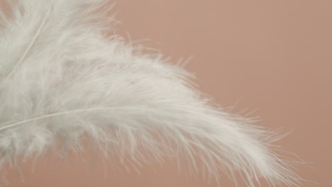 delicate white feathers on a soft peach background