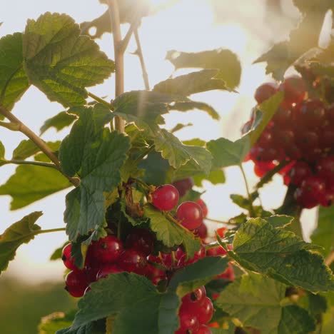 red currants ripen in the sun 1