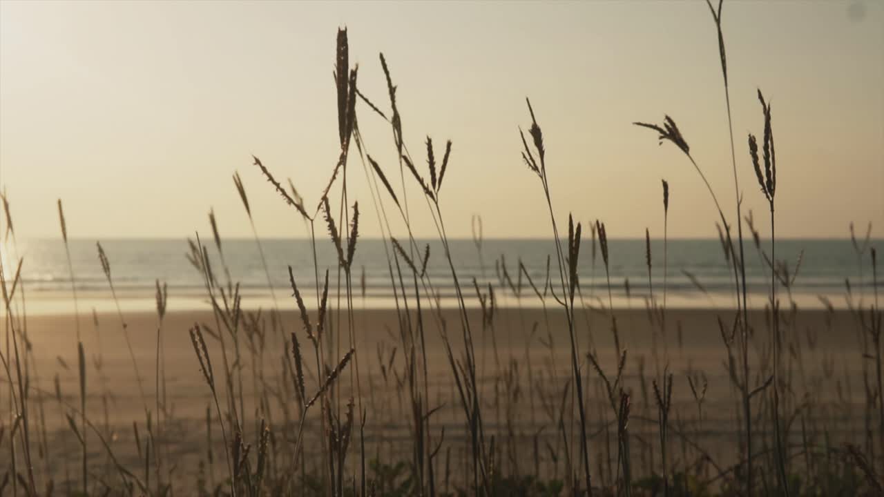 백그라운드에서 잔잔한 물과 함께 일몰 해변에서 흔들리는 식물