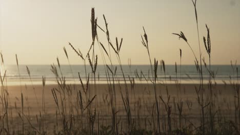 Plantas-Balanceándose-En-Una-Playa-Al-Atardecer-Con-Aguas-Tranquilas-En-El-Fondo