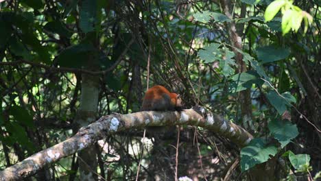 Seen-from-its-back-resting-on-a-branch-then-turns-to-the-right-revealing-its-face,-Grey-bellied-Squirrel-Callosciurus-caniceps,-Khao-Yai-National-Park,-Thailand