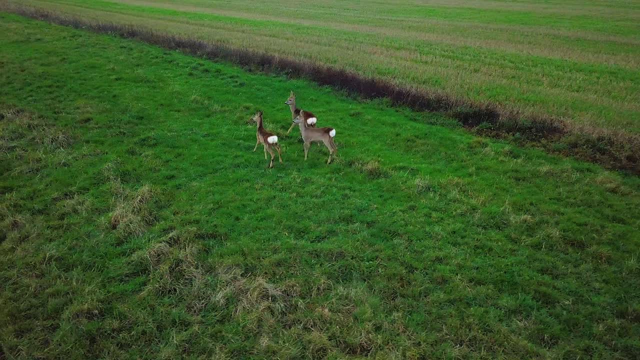 푸른 농경지에 서 있는 유럽 노루 세 마리, 흐린 가을날, 넓은 추적 드론 샷의 공중 조감도