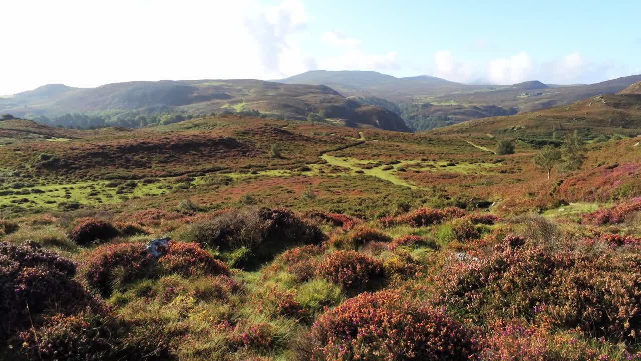 antena ángulo bajo vista frontal rural colorido brezo resistente galés montaña valle campo