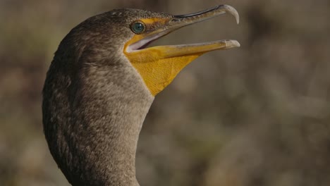 cormorant close up blinking and looking slow motion