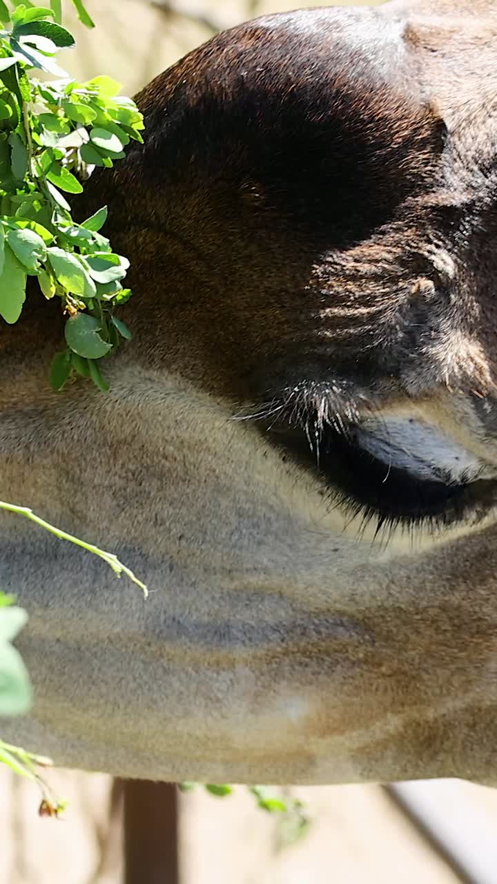 una jirafa comiendo hojas en chonburi, el zoológico de tailandia