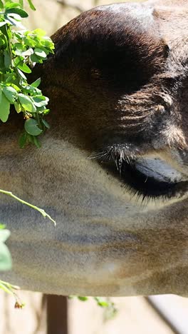 giraffe eating leaves in chonburi, thailand zoo