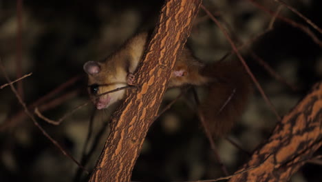 ratón comestible en una rama defecando por la noche glis glis animal de la vida silvestre
