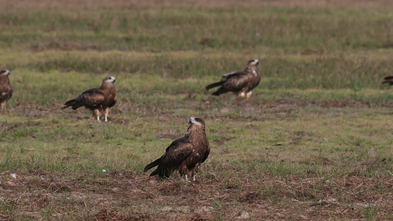 volando alrededor y aterrizando en el campo, cometa de orejas negras milvus lineatus