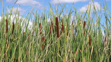 Cat-tail-plant-in-wind---clear-sky---nice-weather---water-plant