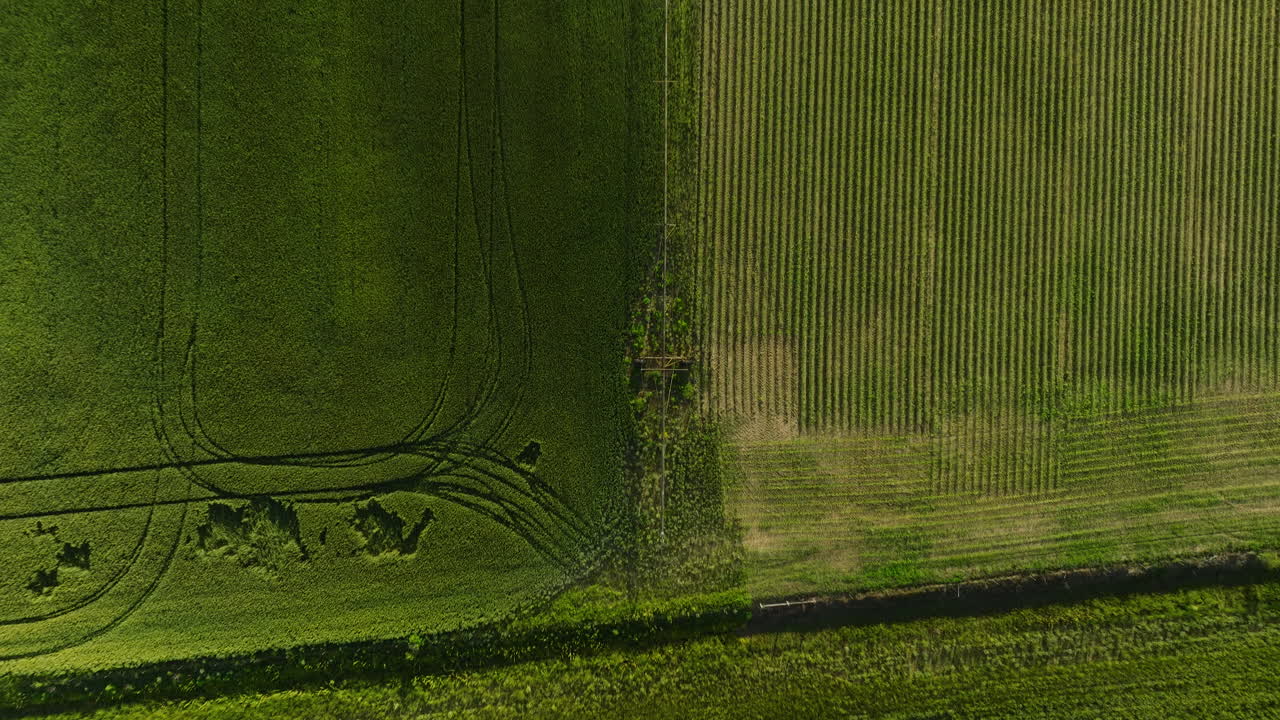 campos agrícolas contrastantes en dardanelles, arkansas, bajo la luz del sol, vista aérea