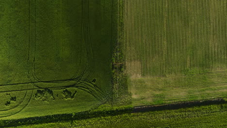 Campos-Agrícolas-Contrastantes-En-Dardanelle,-Arkansas,-Bajo-La-Luz-Del-Sol,-Vista-Aérea