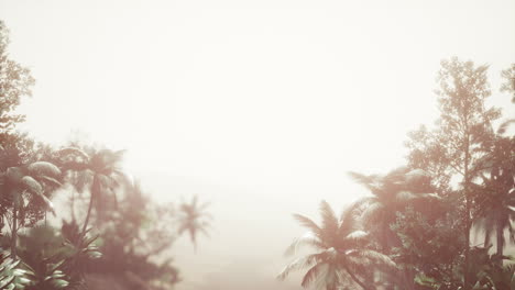 Tropical-Palm-Rainforest-in-Fog