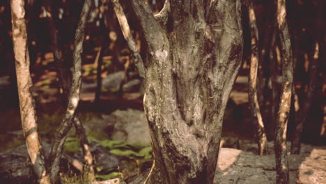 close up del tronco de un árbol en el bosque