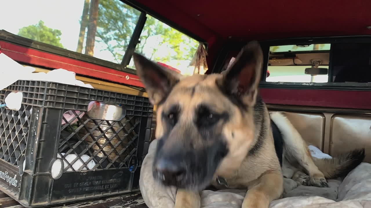 재미있는 슈퍼 슬로우 모션 개 잡기 잡기 잡기