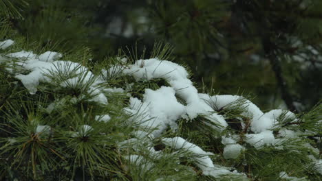 nieve cayendo sobre y alrededor de la playa, pinos blancos siempreverdes, durante un día de invierno en maine