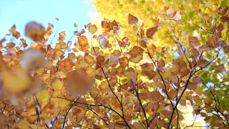 autumn leaves of elm tree branches backlit against sky