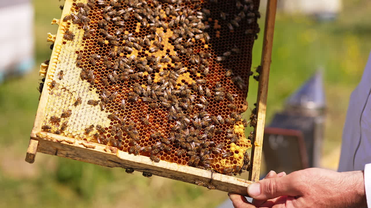 Honey frame with sealed cells and numerous bees on top. Apiarist looking at frame lit by sun. Close up.
