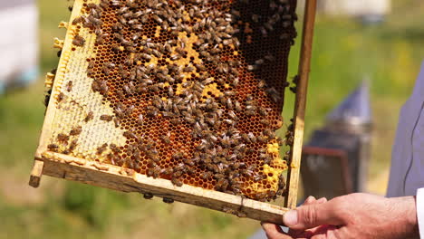 honey frame with sealed cells and numerous bees on top. apiarist looking at frame lit by sun. close up.