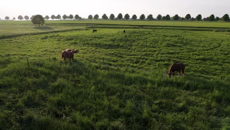 drone shot of horses on a green farm field in the countryside in germany