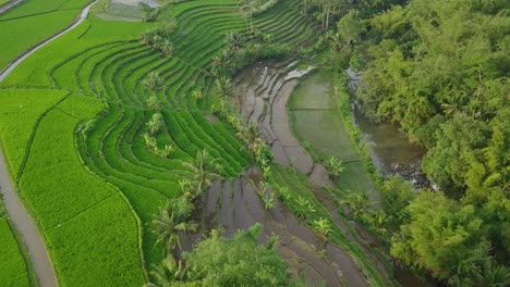 beautiful terraced rice field and river in indonesia