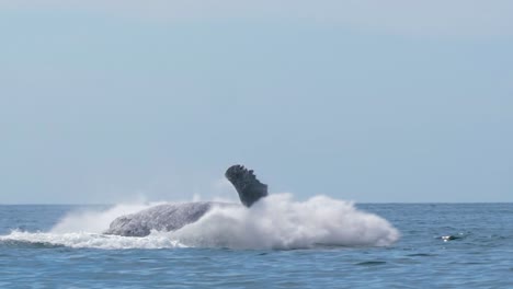 Epic-Humpback-Whale-jumps-out-of-the-water-in-perfect-picture-frame-close-up