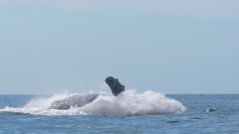 epic humpback whale jumps out of the water in perfect picture frame close up