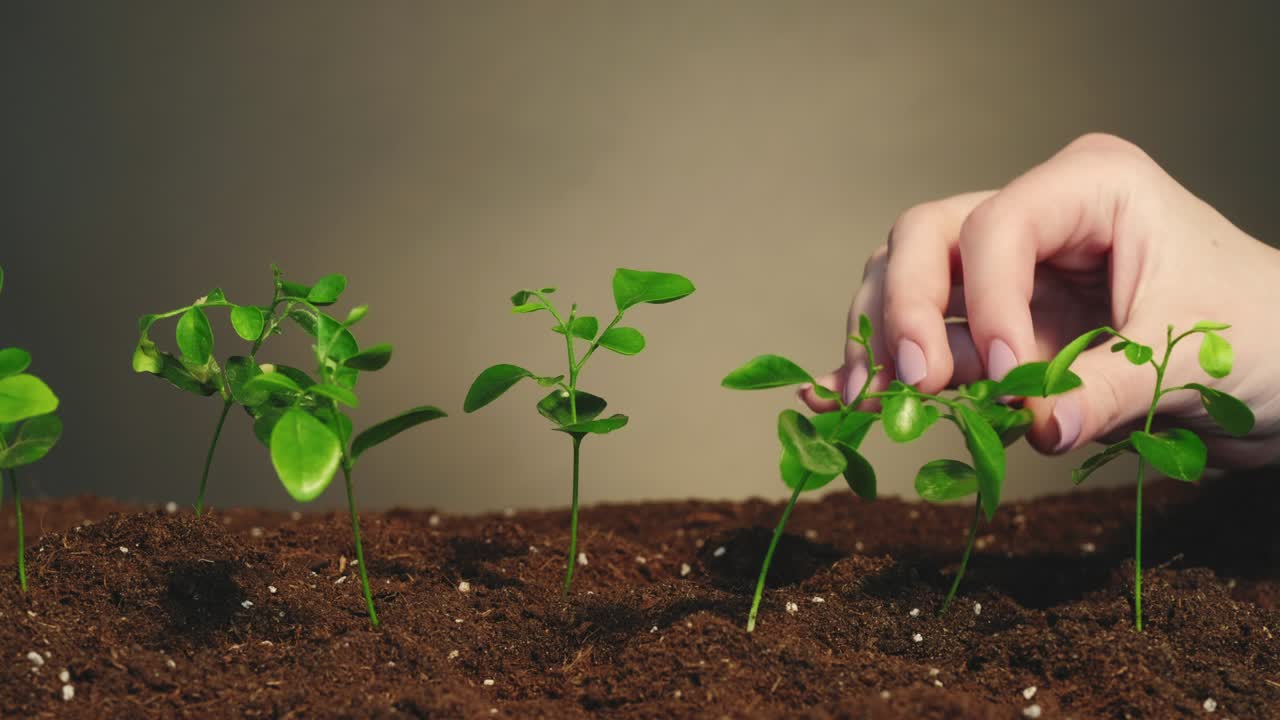 cultivo de plantas cultivo orgánico jardinería brotes de mano
