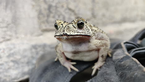 closeup of an asian common toad