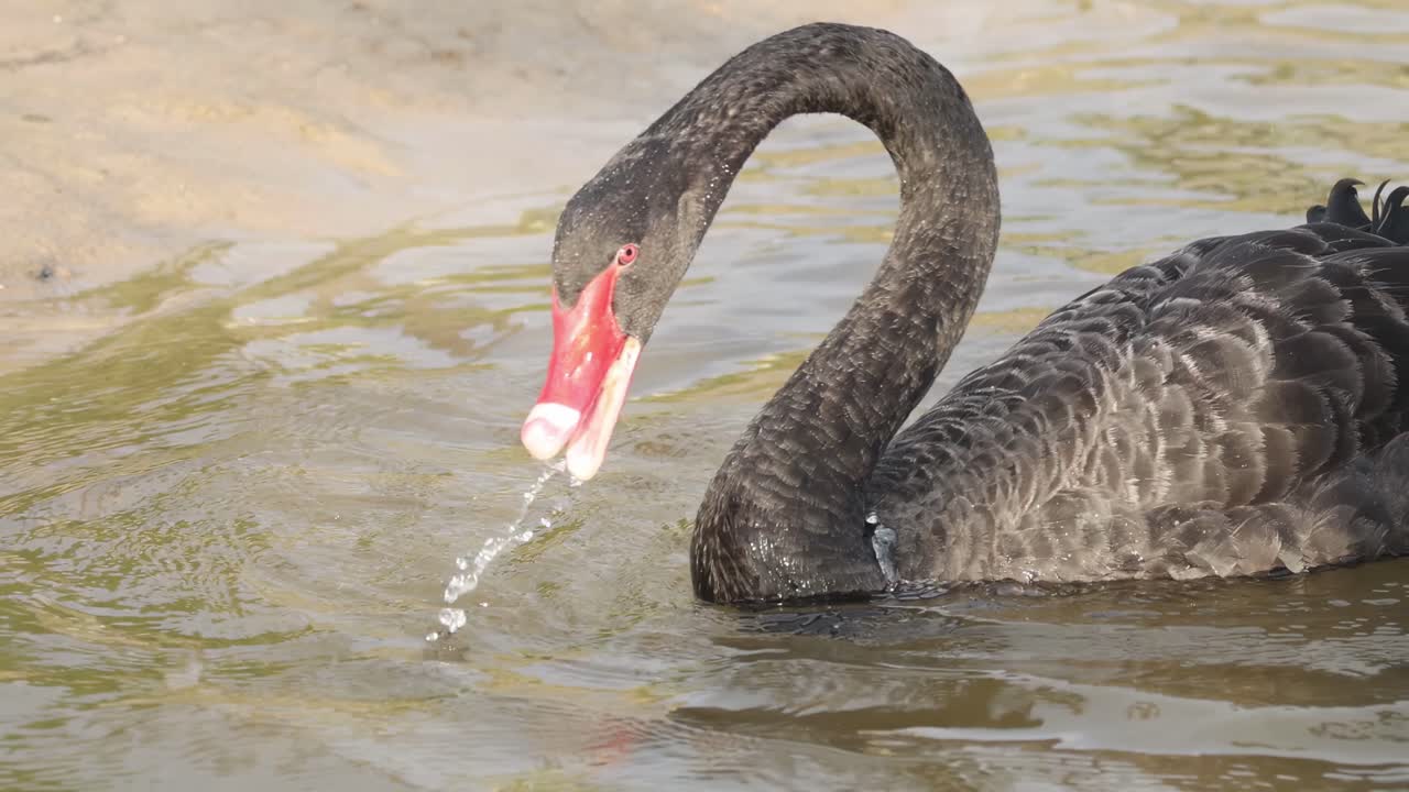 A black swan gracefully glides through the water, showcasing its intricate feather details.