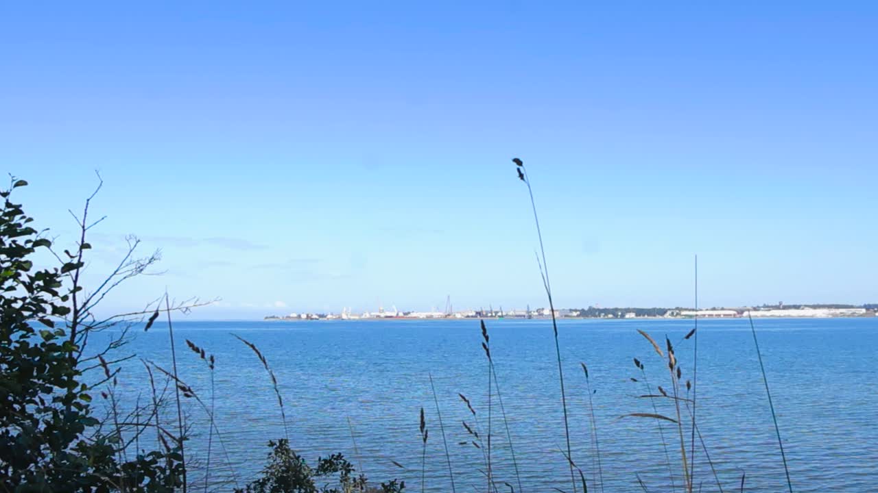 Calming scene of blue ocean sea water with small waves and beach grass moving in the wind in front of Tallinn cityscape in the horizon during a summer sunny day