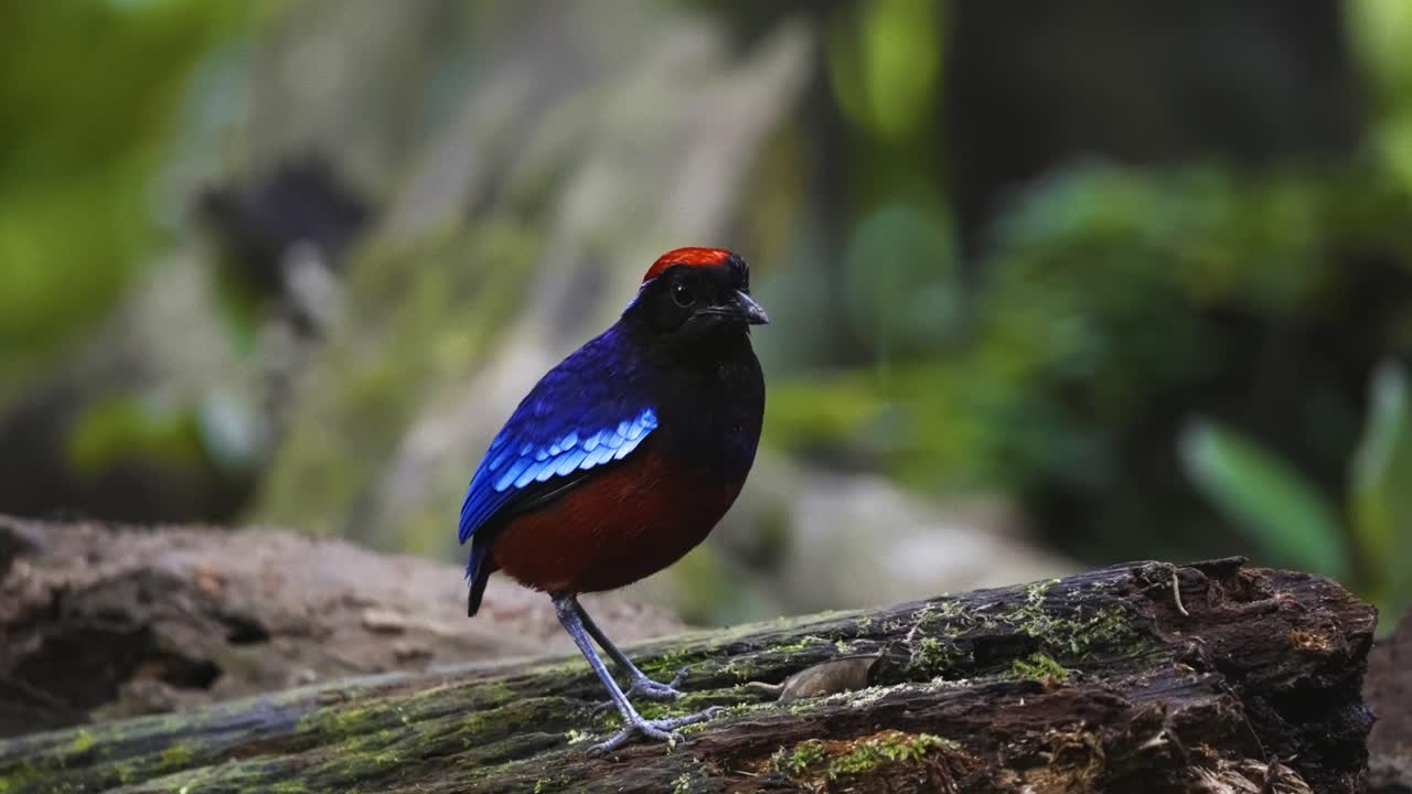 Standing Garnet Pitta Bird In The Tropical Jungle Of Taman Negara National Park In Malaysia. Close-up Shot