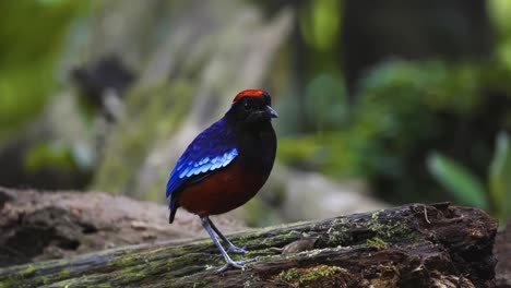 standing garnet pitta bird in the tropical jungle of taman negara national park in malaysia. close-up shot